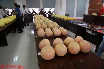 長樂大三紅柚子果苗批發與市場潛力分析