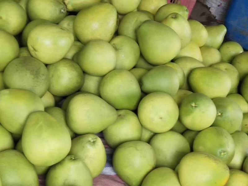 物美價廉 云南西雙版納勐臘縣自家傣柚批發全解析