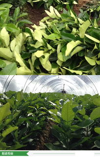 福建省漳州市優質柚子苗批發供應，源頭廠家直供，價格優勢顯著